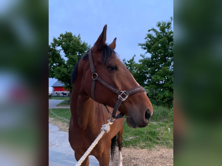 Zangersheide Merrie 5 Jaar 165 cm Roodbruin in Warsaw