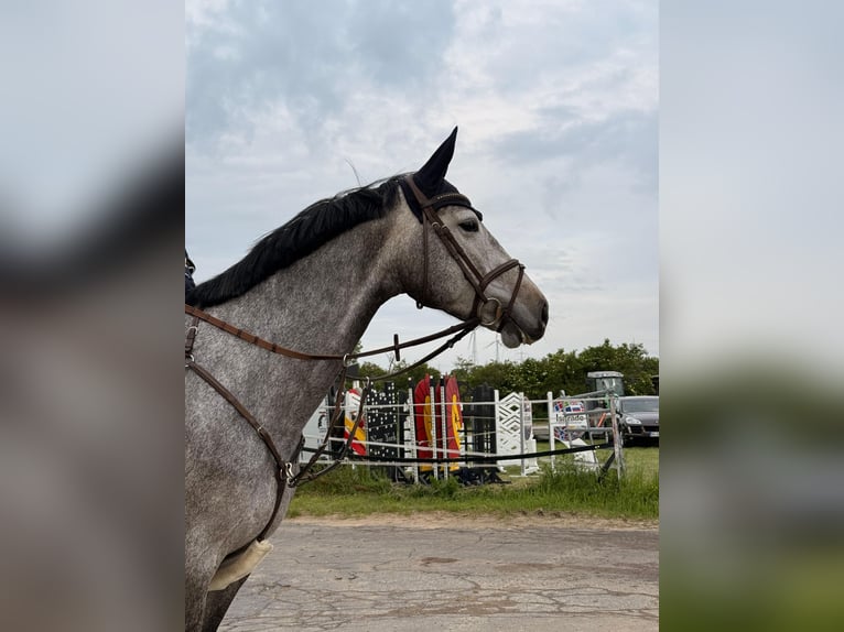 Zangersheide Merrie 5 Jaar 165 cm Schimmel in Wermelskirchen