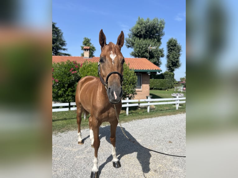 Zangersheide Merrie 5 Jaar 165 cm Vos in Cassano D&#39;Adda