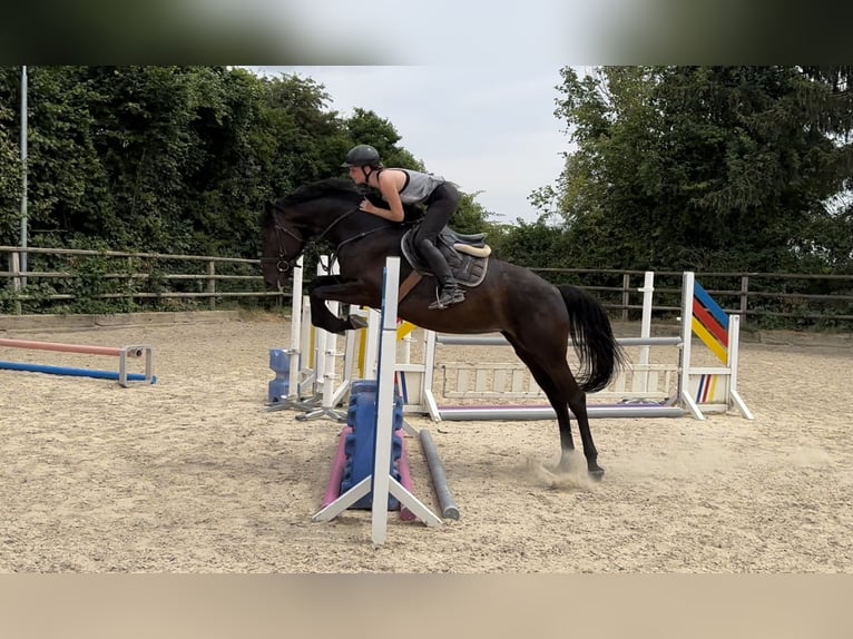 Zangersheide Merrie 5 Jaar 165 cm Zwartbruin in Bad Homburg vor der Höhe