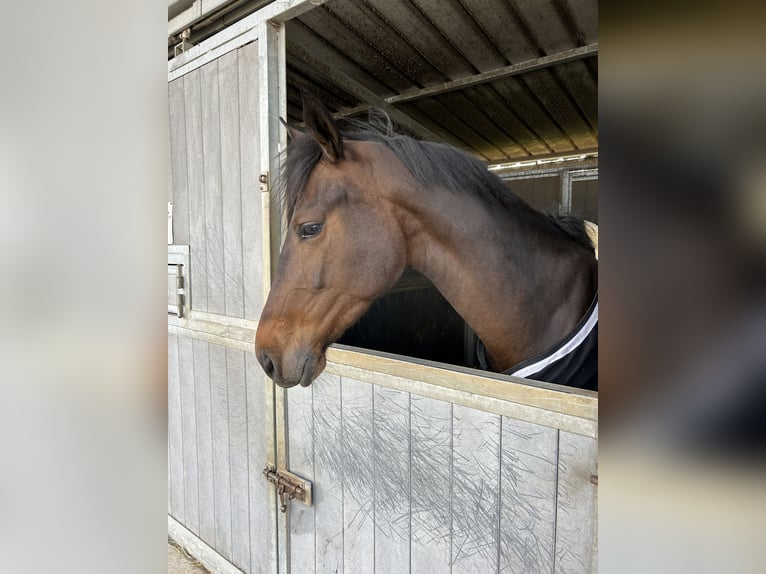 Zangersheide Merrie 5 Jaar 165 cm Zwartbruin in saint martin d ablois