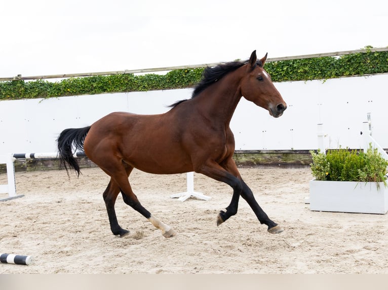 Zangersheide Merrie 5 Jaar 166 cm Bruin in Waddinxveen Zangersheide Merrie 5 Jaar 166 cm Bruin in Waddinxveen