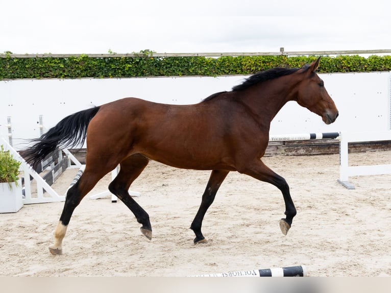 Zangersheide Merrie 5 Jaar 166 cm Bruin in Waddinxveen Zangersheide Merrie 5 Jaar 166 cm Bruin in Waddinxveen