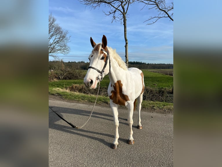 Zangersheide Merrie 5 Jaar 166 cm in Holten
