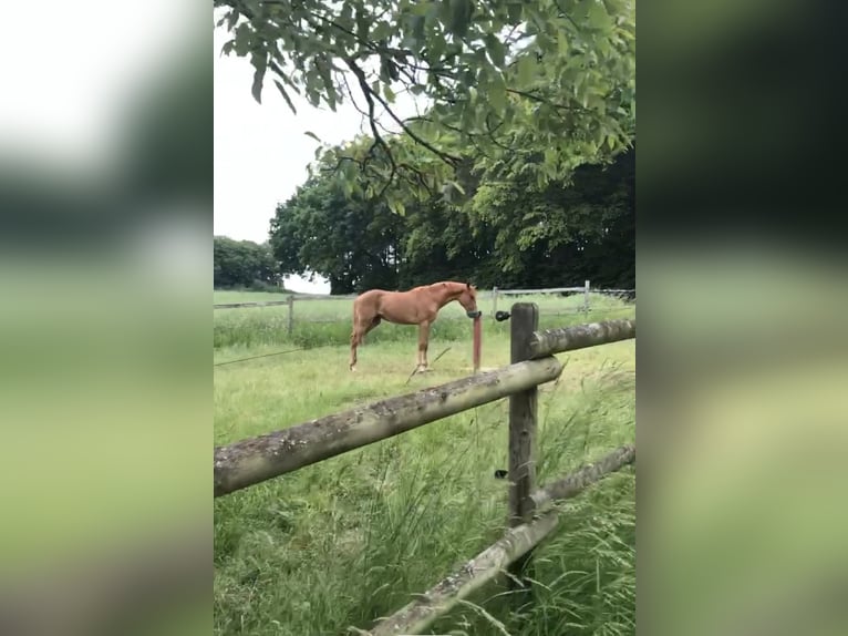 Zangersheide Mix Merrie 5 Jaar 166 cm Vos in Aachen