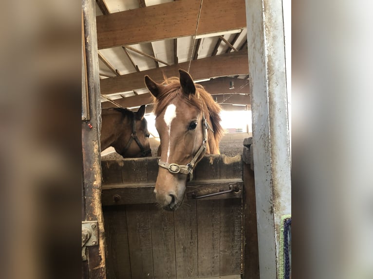 Zangersheide Mix Merrie 5 Jaar 166 cm Vos in Aachen