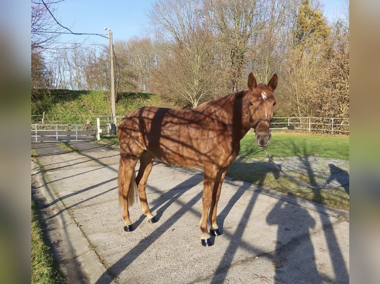 Zangersheide Mix Merrie 5 Jaar 166 cm Vos in Aachen