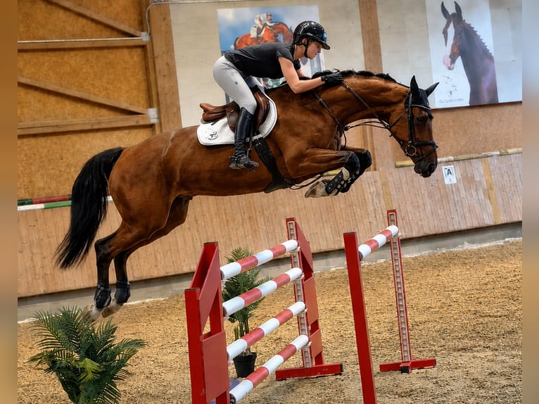 Zangersheide Merrie 5 Jaar 167 cm Bruin in Bad Dürrheim