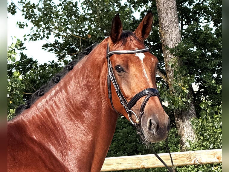 Zangersheide Merrie 5 Jaar 167 cm Bruin in Bad Dürrheim