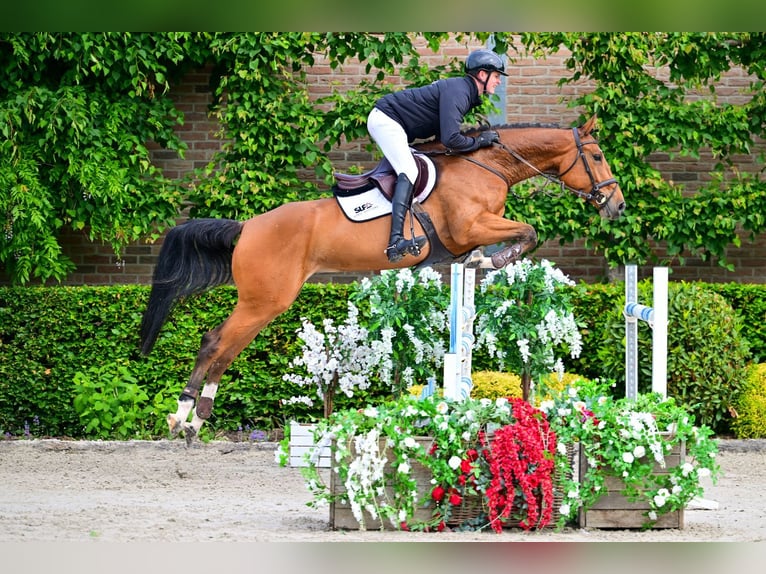 Zangersheide Merrie 5 Jaar 167 cm Bruin in Bladel