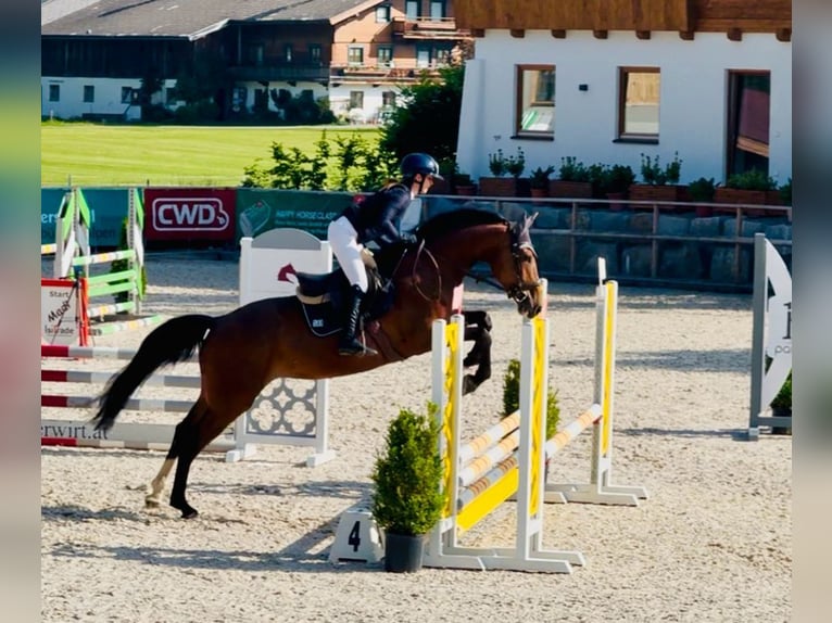 Zangersheide Merrie 5 Jaar 167 cm Bruin in Pfeffenhausen