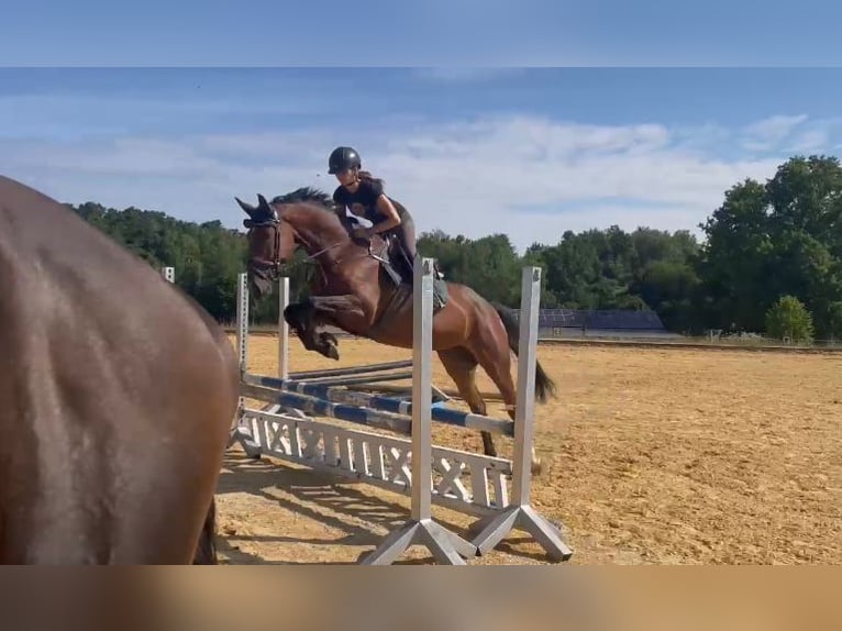 Zangersheide Merrie 5 Jaar 167 cm Bruin in Pfeffenhausen