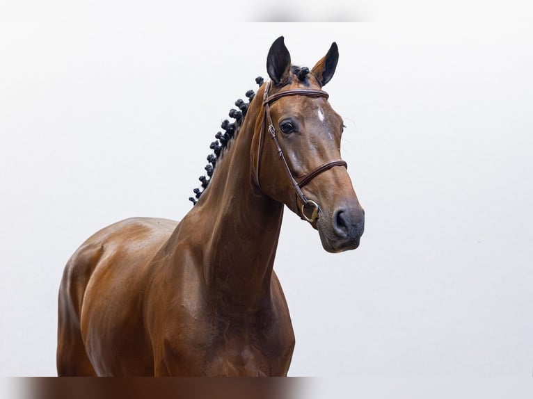 Zangersheide Merrie 5 Jaar 167 cm Bruin in Waddinxveen