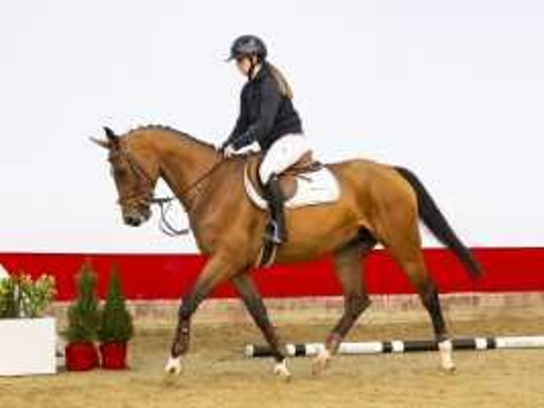 Zangersheide Merrie 5 Jaar 167 cm Bruin in Waddinxveen