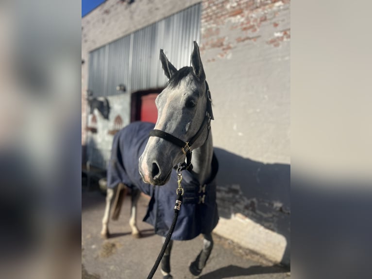 Zangersheide Merrie 5 Jaar 167 cm Schimmel in Wommelgem