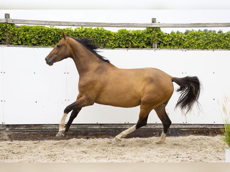 Zangersheide Merrie 5 Jaar 168 cm Bruin in Waddinxveen