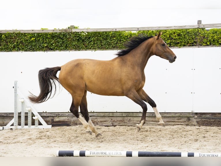 Zangersheide Merrie 5 Jaar 168 cm Bruin in Waddinxveen