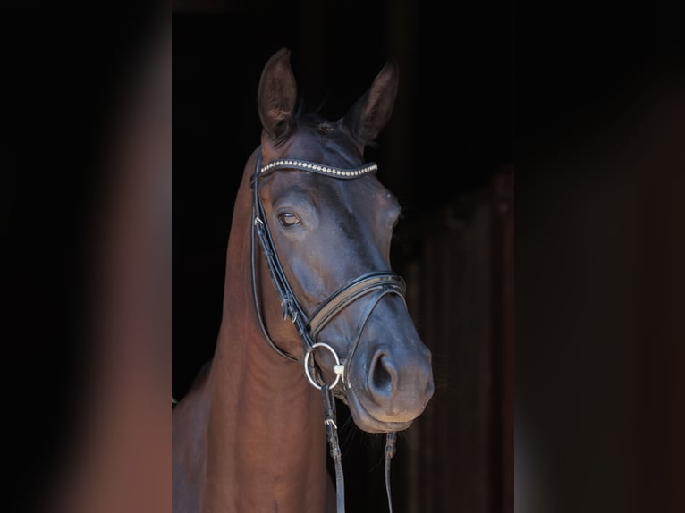 Zangersheide Merrie 5 Jaar 168 cm in Greven