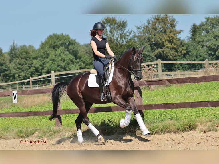 Zangersheide Merrie 5 Jaar 168 cm in Greven