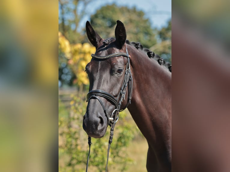 Zangersheide Merrie 5 Jaar 168 cm in Greven