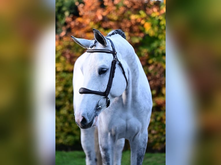 Zangersheide Merrie 5 Jaar 168 cm Schimmel in Bladel