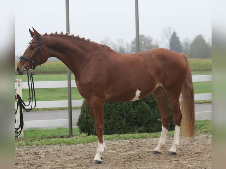 Zangersheide Merrie 5 Jaar 168 cm Vos in Achern