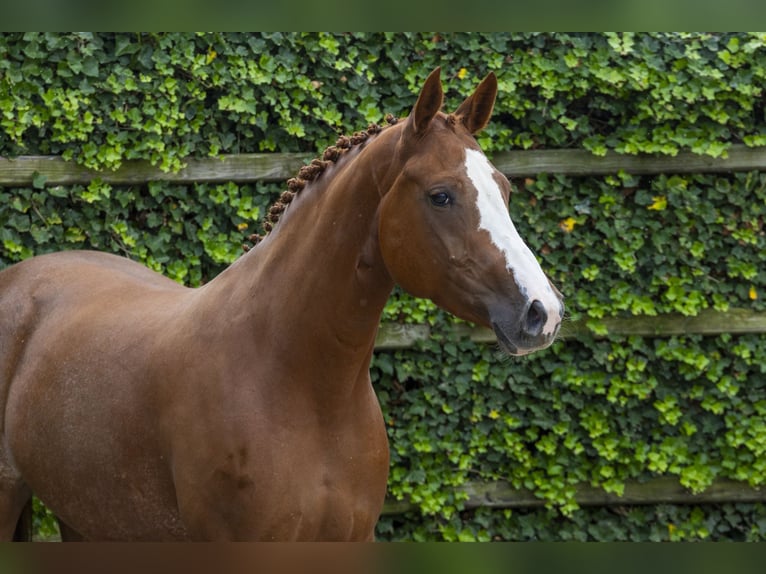 Zangersheide Merrie 5 Jaar 168 cm Vos in Waddinxveen