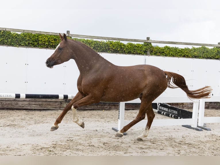 Zangersheide Merrie 5 Jaar 168 cm Vos in Waddinxveen