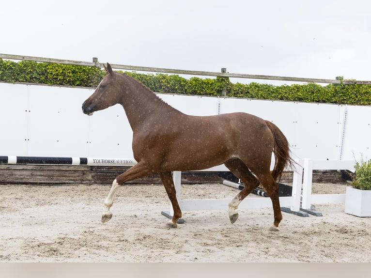 Zangersheide Merrie 5 Jaar 168 cm Vos in Waddinxveen