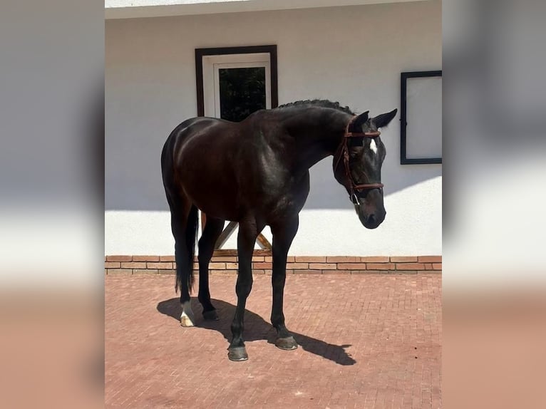 Zangersheide Merrie 5 Jaar 168 cm Zwart in Bratislava