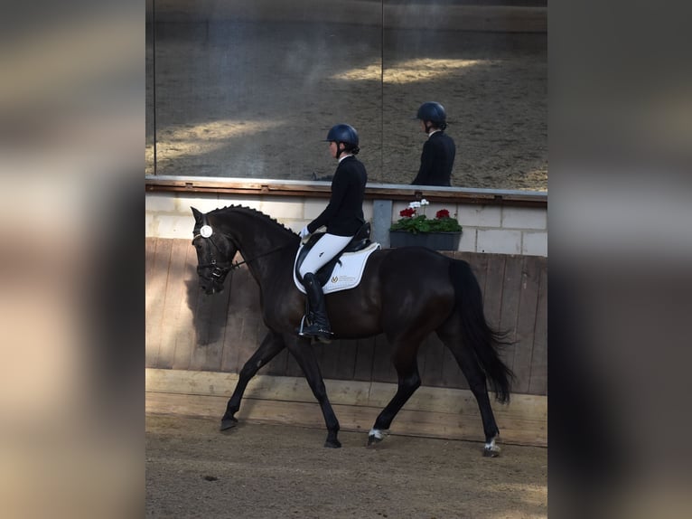 Zangersheide Merrie 5 Jaar 168 cm Zwartbruin in Weilburg