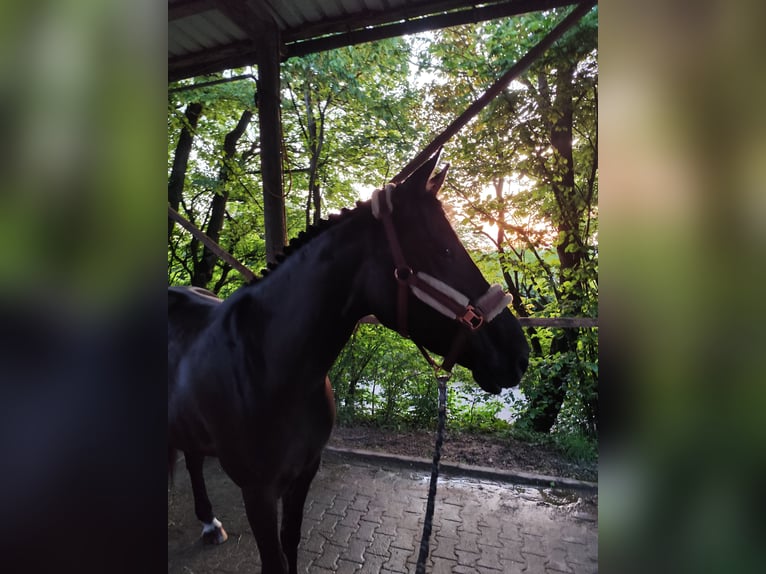 Zangersheide Merrie 5 Jaar 168 cm Zwartbruin in Weilburg