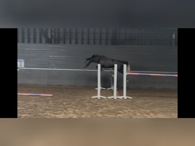 Zangersheide Merrie 5 Jaar 168 cm Zwartschimmel in Grote-Brogel