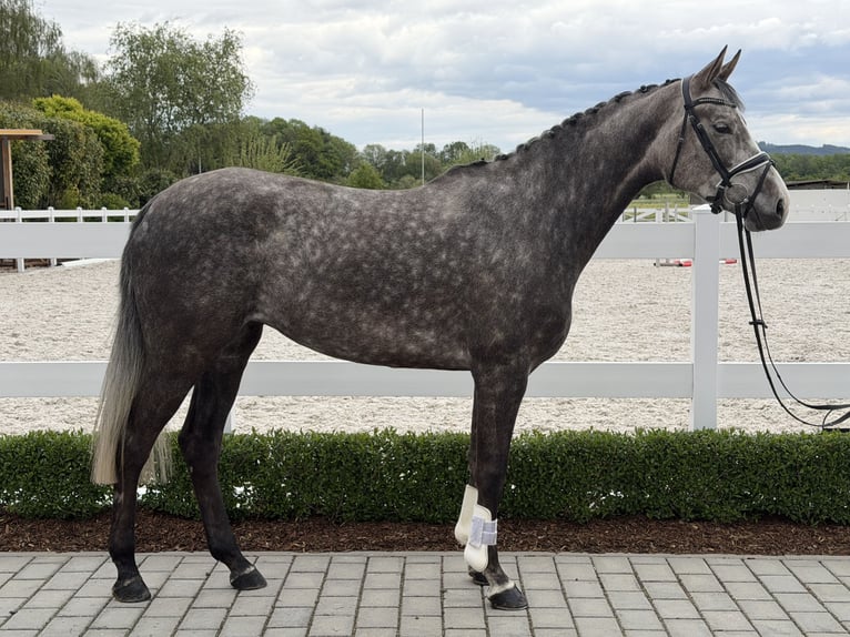 Zangersheide Merrie 5 Jaar 169 cm Appelschimmel in Riedlingen