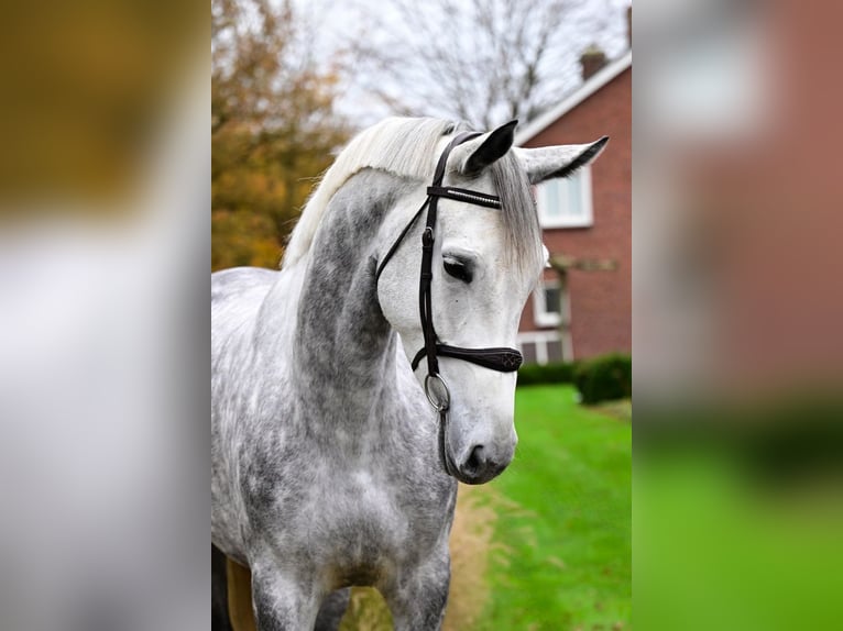 Zangersheide Merrie 5 Jaar 169 cm Schimmel in Bladel