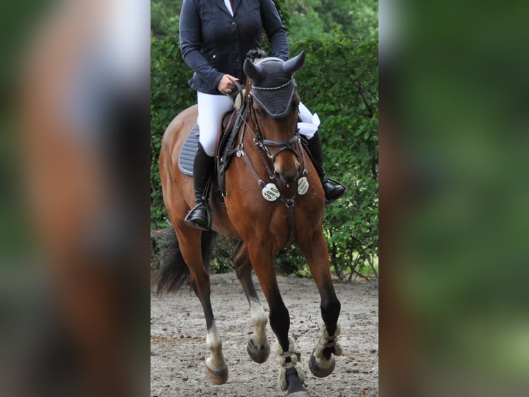 Zangersheide Merrie 5 Jaar 170 cm Bruin in Grefrath