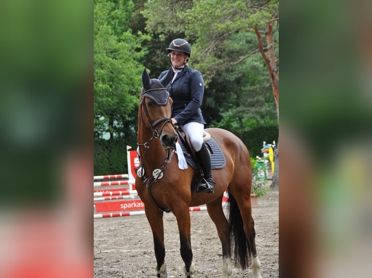 Zangersheide Merrie 5 Jaar 170 cm Bruin in Grefrath