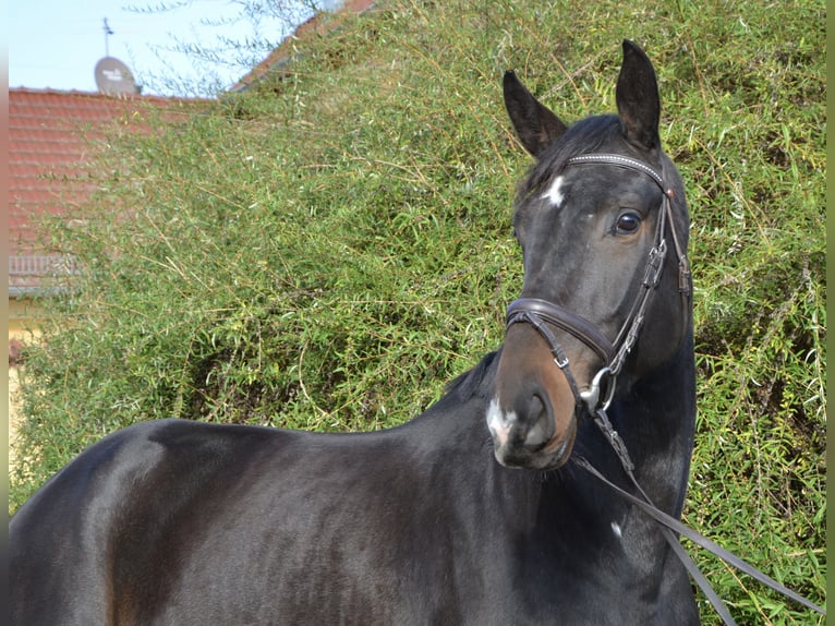 Zangersheide Merrie 5 Jaar 170 cm Donkerbruin in Brandenburg an der Havel