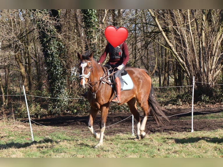 Zangersheide Merrie 5 Jaar 170 cm Donkerbruin in Zonhoven