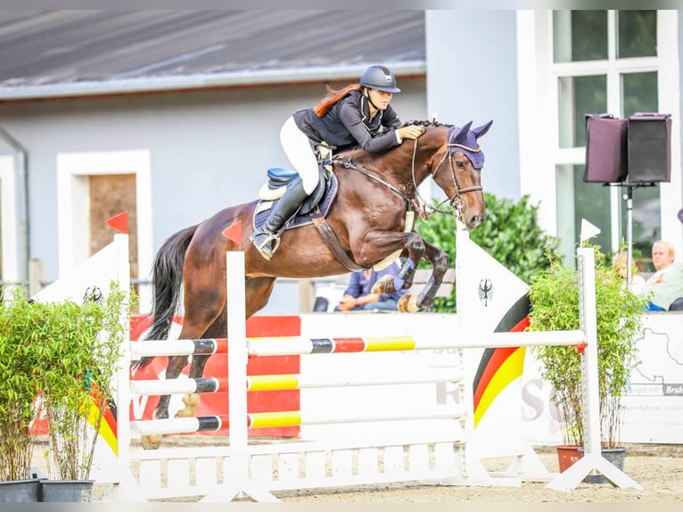 Zangersheide Merrie 5 Jaar 170 cm Donkerbruin in Gomadingen