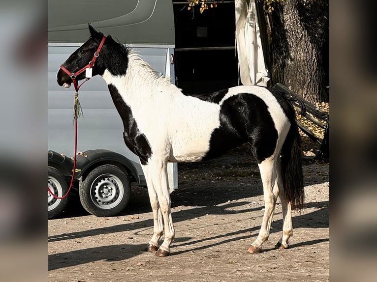 Zangersheide Merrie 5 Jaar 170 cm Gevlekt-paard in Modena