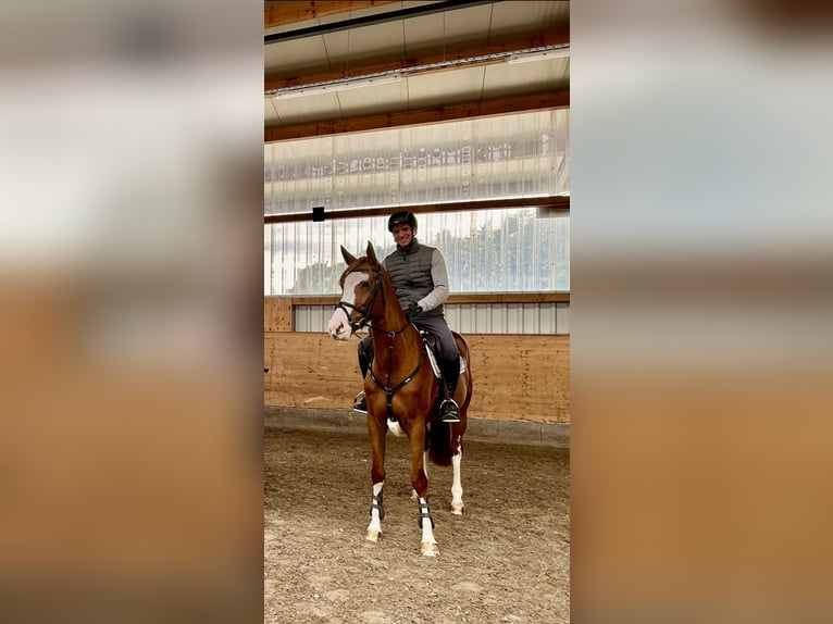 Zangersheide Merrie 5 Jaar 170 cm Vos in Bad Essen