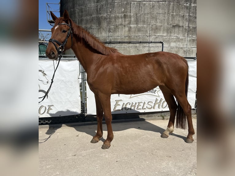 Zangersheide Merrie 5 Jaar 170 cm Vos in Bad König