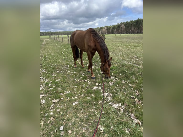 Zangersheide Merrie 5 Jaar 172 cm Donkere-vos in Storkow