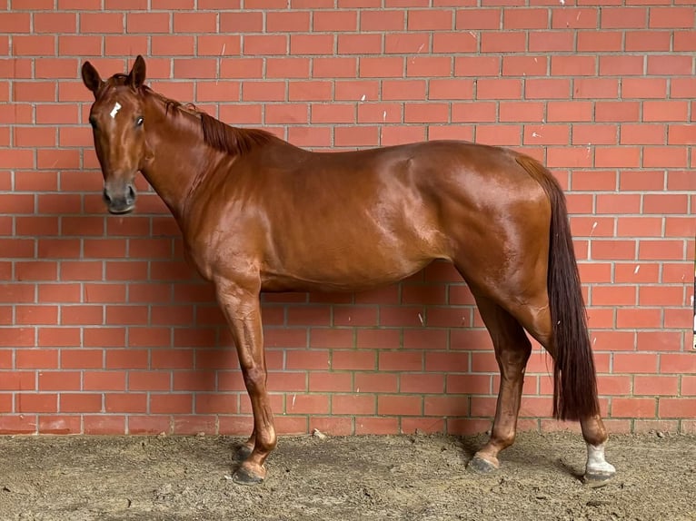 Zangersheide Merrie 5 Jaar 173 cm in Bramsche