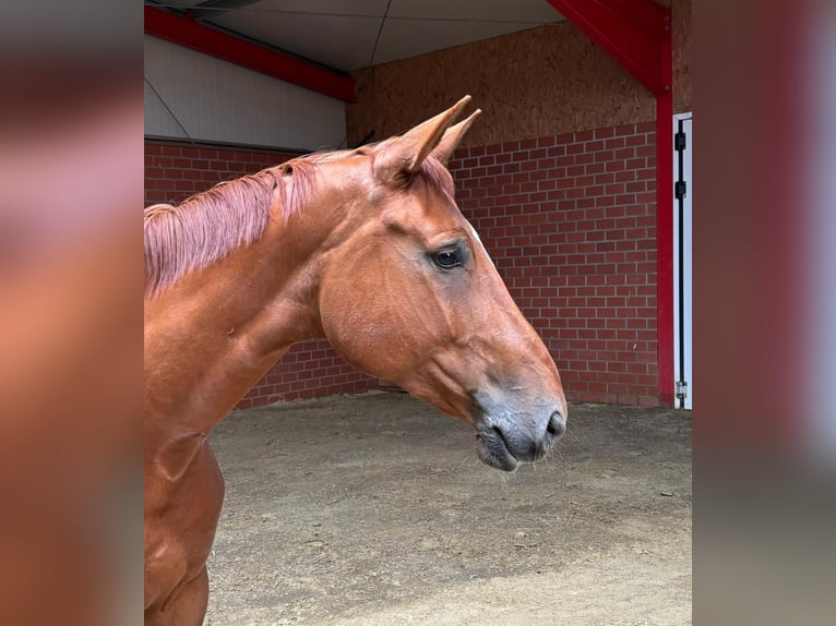 Zangersheide Merrie 5 Jaar 173 cm Vos in Bramsche