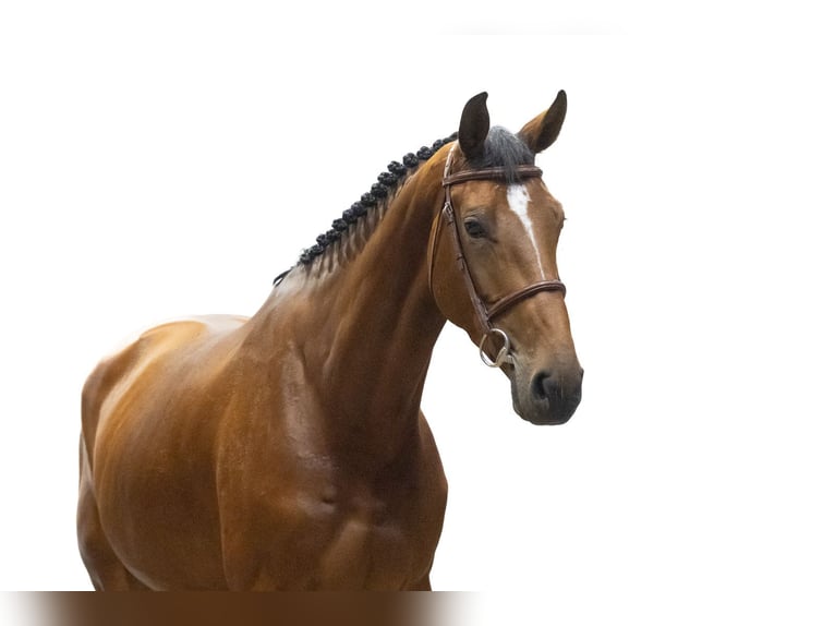 Zangersheide Merrie 5 Jaar 174 cm  in Waddinxveen