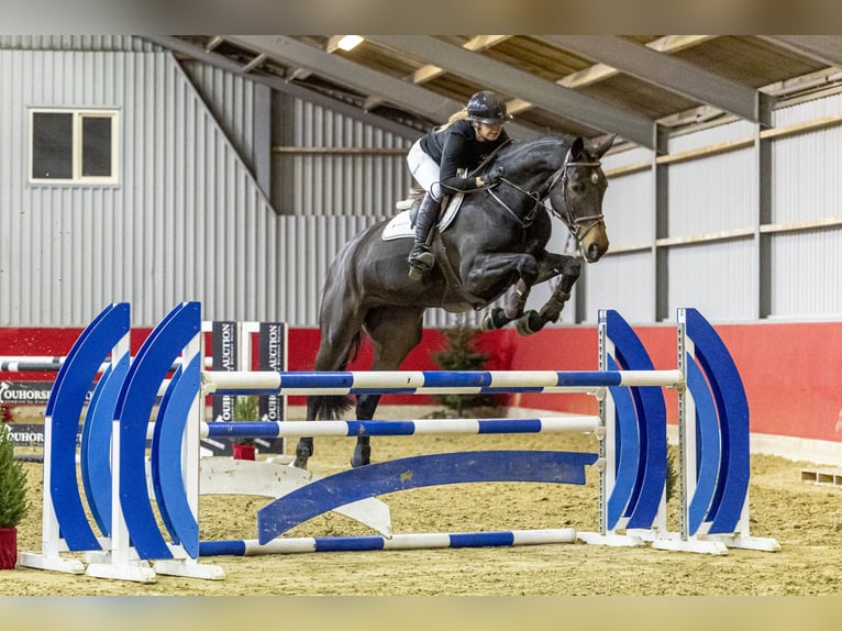 Zangersheide Merrie 5 Jaar 178 cm Bruin in Waddinxveen