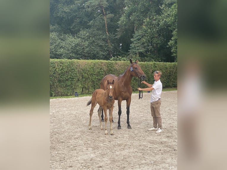 Zangersheide Merrie 5 Jaar Bruin in Geilenkirchen