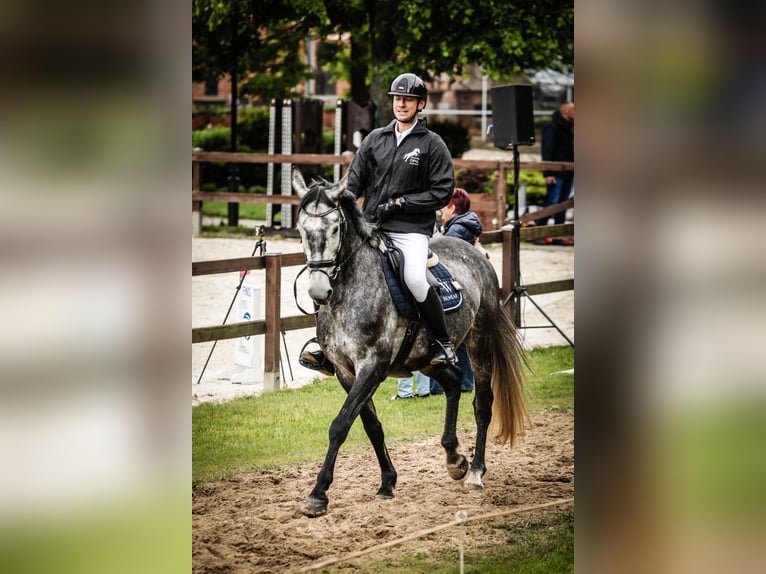 Zangersheide Merrie 5 Jaar Schimmel in Bierzwnik Zangersheide Merrie 5 Jaar Schimmel in Bierzwnik